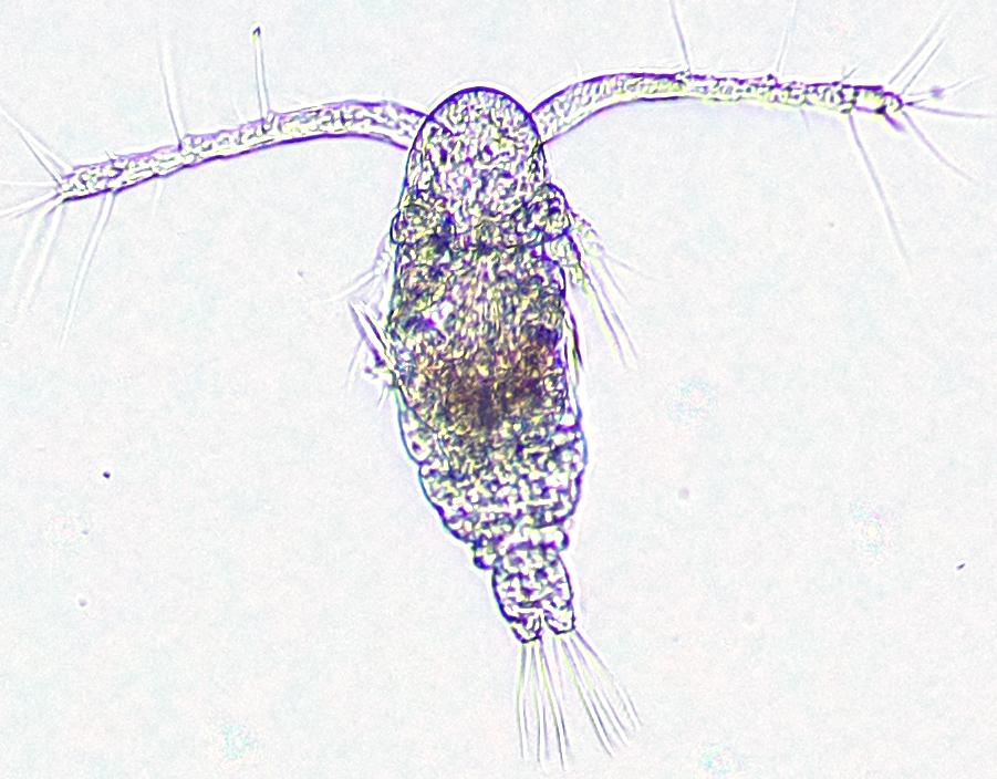 Copepod